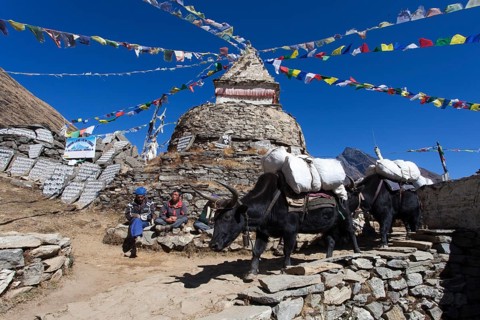 Sherpas and Yaks (Bos mutus) in front of a Buddhist stupa with prayer flags