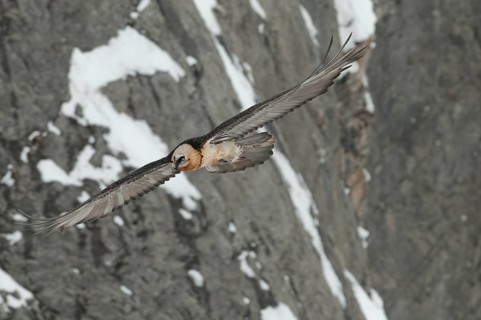 Bearded Vulture