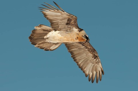 Bearded Vulture