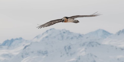 Bearded Vulture