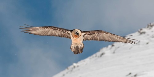 Bearded Vulture