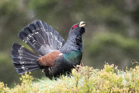 Western Capercaillie or Wood Grouse (Tetrao urogallus)