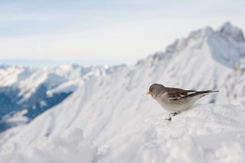 Snowfinch (Montifringilla nivalis)