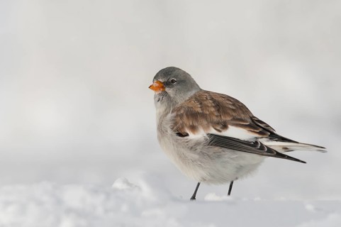 Snowfinch (Montifringilla nivalis) in winter