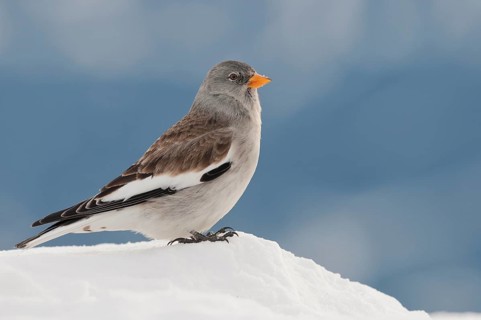 Snowfinch (Montifringilla nivalis) in winter