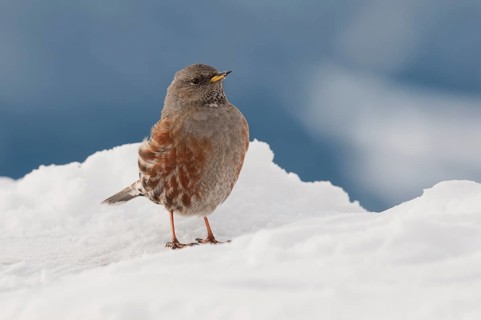Alpine Accentor (Prunella collaris) in winter