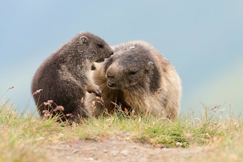 Alpine Marmots (Marmota marmota) adult playing with young