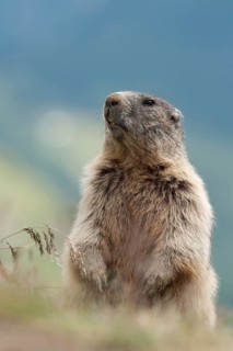 Alpine Marmot (Marmota marmota)