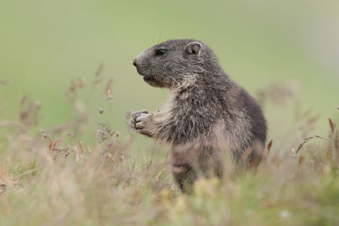 Alpine Marmot (Marmota marmota)