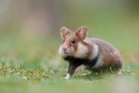 European Hamster (Cricetus cricetus)