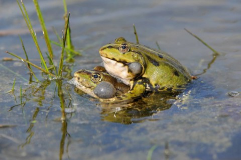 Pond Frogs or Edible Frogs (Rana esculenta)