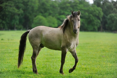 Tarpan (Equus ferus gmelini