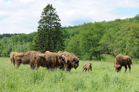 Herd of Wisent or European Bison (Bison bonasus)