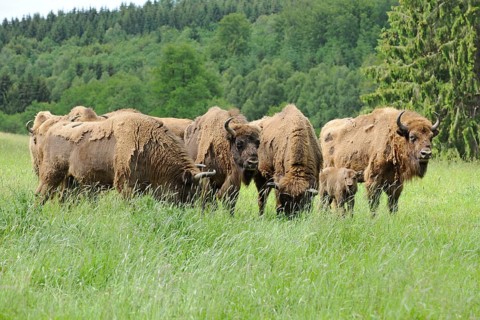 Herd of Wisent or European Bison (Bison bonasus)