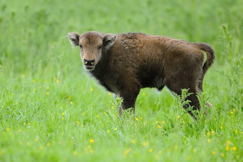 Wisent or European Bison (Bison bonasus)