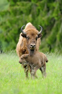 Wisent or European Bison (Bison bonasus)