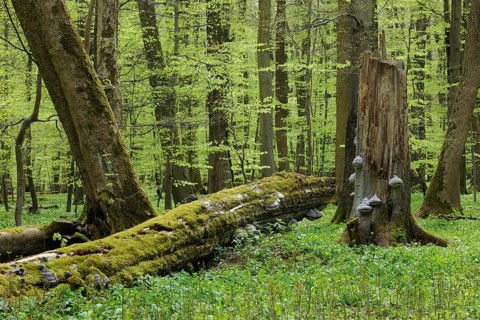 Deadwood with Tinder Fungus (Fomes fomentarius)