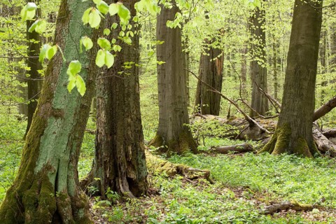 Beech forest (Fagus sylvatica) in spring