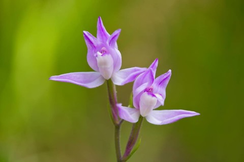 Purple or Red Helleborine (Cephalanthera rubra)