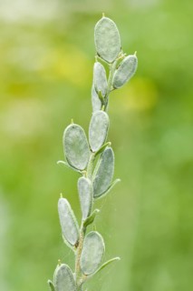 Roman Shields (Fibigia clypeata)