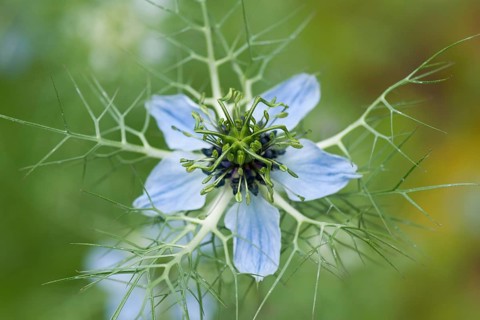 Love-in-a-Mist or Ragged Lady (Nigella damascena)