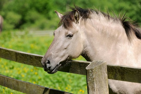 Tarpan or Eurasian Wild Horse (Equus ferus gmelini