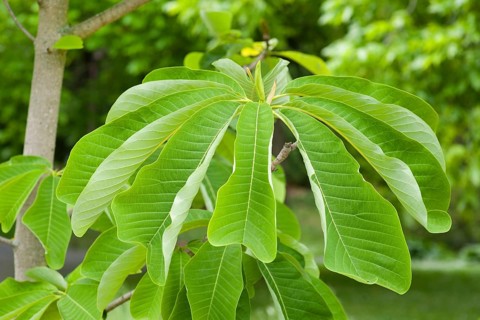 Chinese Magnolia (Magnolia officinalis var. biloba)
