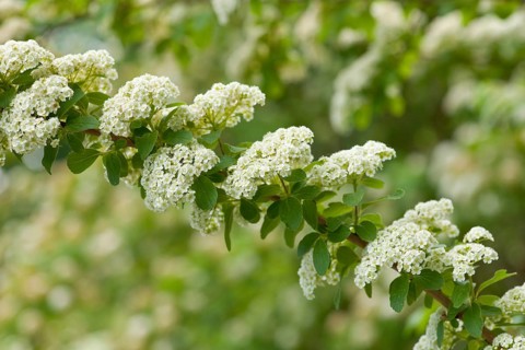 Henry's Spiraea (Spiraea henryi)