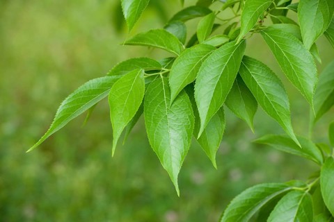 Hardy Rubber Tree (Eucommia ulmoides)