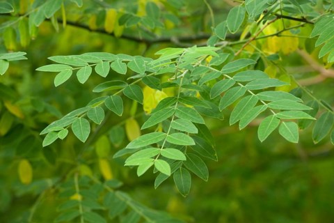 Japanese Pagoda Tree or Chinese Scholar (Styphnolobium japonicum)