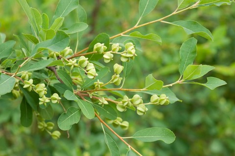 Pearlbush (Exochorda giraldii)