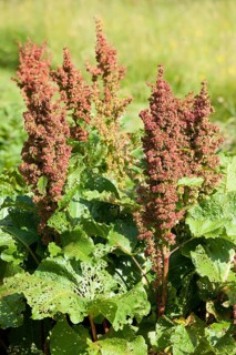 Alpine Sorrel or Monk's Rhubarb (Rumex alpinus)