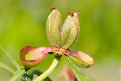 Common Garden Peony (Paeonia officinalis)