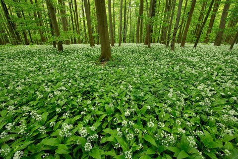 Beech (Fagus sylvatica) forest with flowering Ramsons or Wild Garlic (Allium ursinum)