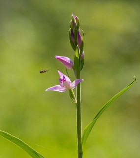 Red Helleborine (Cephalanthera rubra)