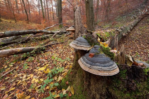 Tinder Fungus (Fomes fomentarius) at the base of the trunk of a dead and fallen beech (Fagus sylvatica)