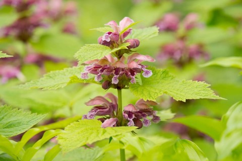 Giant Dead Nettle or Deadnettle (Lamium orvala)