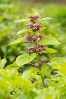 Giant Dead Nettle or Deadnettle (Lamium orvala)