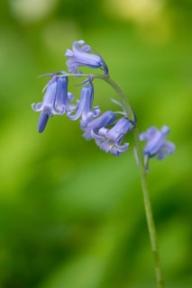 Spanish Bluebell (Hyacinthoides hispanica)
