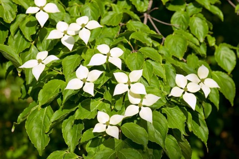 Kousa Dogwood or Chinese Dogwood (Cornus kousa)