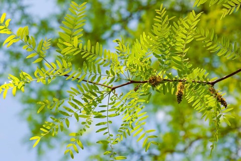Honey Locust or Thorny Locust (Gleditsia triacanthos)