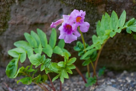 Hardy Gloxinia (Incarvillea delavayi)