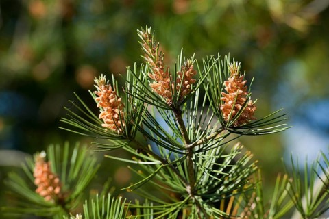 Bunge's Pine or Lacebark Pine (Pinus bungeana)