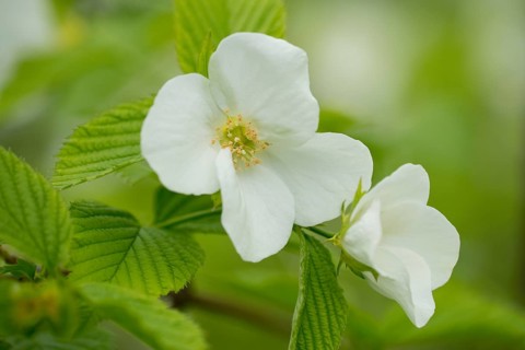 Rhodotypos or Jet-bead (Rhodotypos scandens)