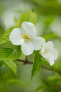 Rhodotypos or Jet-bead (Rhodotypos scandens)