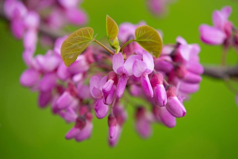 Judas Tree (Cercis siliquastrum)