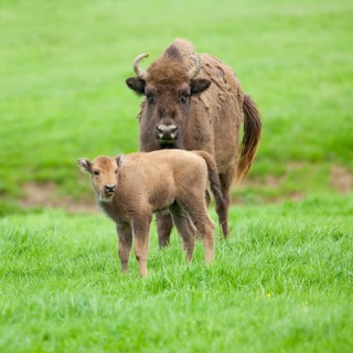 European Bison or Wisent (Bison bonasus)
