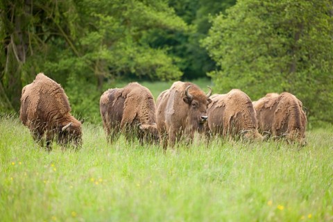 European Bison or Wisent (Bison bonasus)