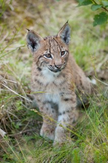 Eurasian Lynx (Lynx lynx)