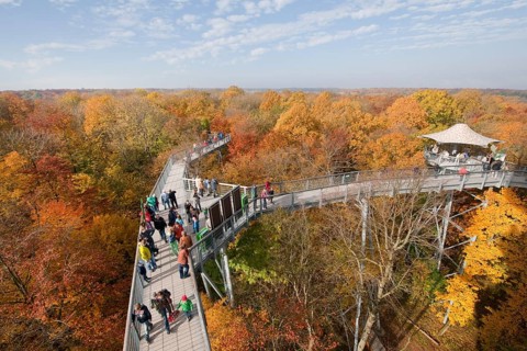 Treetop walkway through a forest in autumn